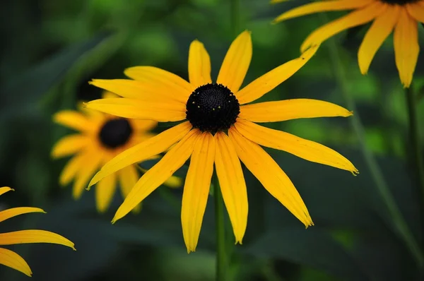 Μαύρα eyed susan λουλούδι Royalty Free Φωτογραφίες Αρχείου