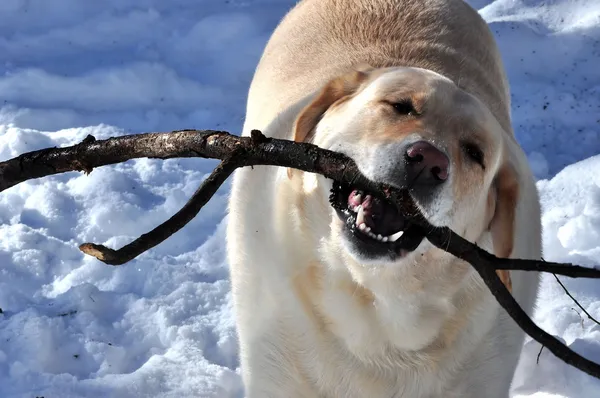 Labrador Retriever juguetón —  Fotos de Stock