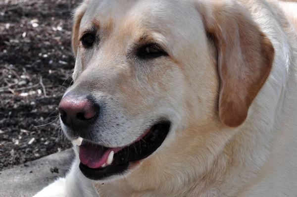 Labrador retriever Stockbild