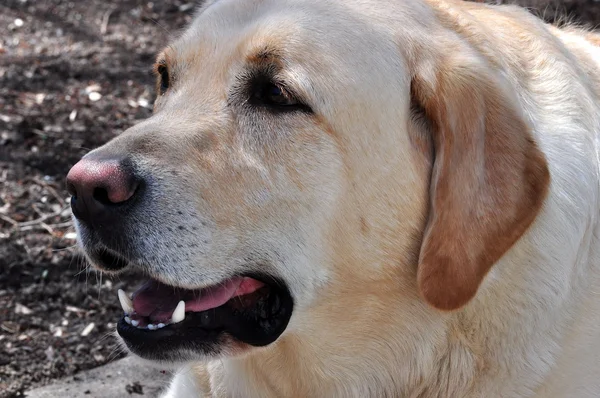 Labrador retriever Stockbild