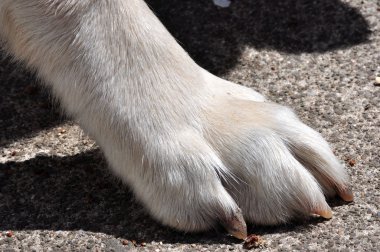 köpek patileri