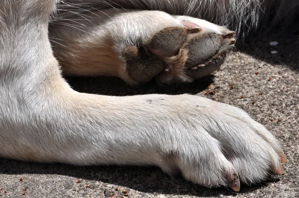 Köpek patileri — Stok fotoğraf