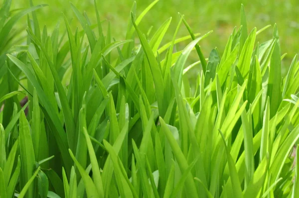 Fondo de follaje verde — Foto de Stock