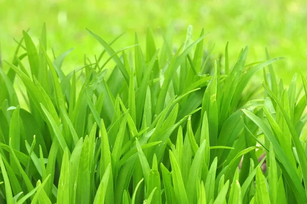 Green Foliage Background — Stock Photo, Image