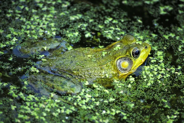 池の中のカエル — ストック写真