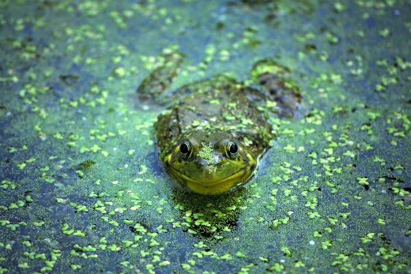연못에 있는 개구리 스톡 사진