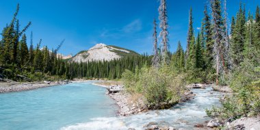 Nehri üzerinde icefield parkway jasper national Park