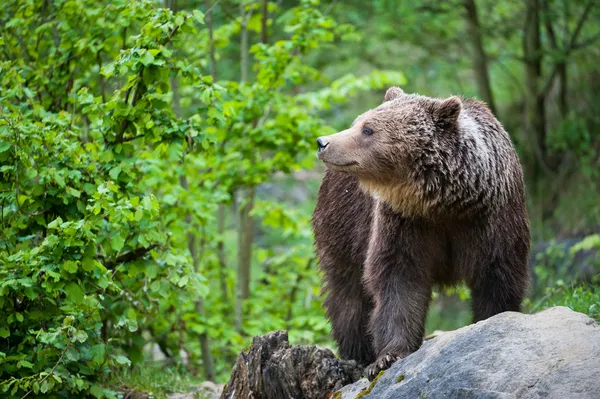 Urso castanho (lat. ursus arctos ) — Fotografia de Stock