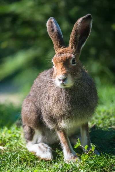 Mountain Hare (em inglês). Lepus timidus ) — Fotografia de Stock