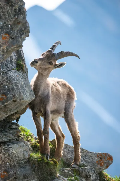 Genç Alp dağ keçisi — Stok fotoğraf