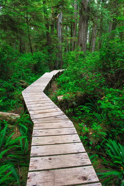 Forest trail in Rainforest on Vancouver island — Stock Photo, Image