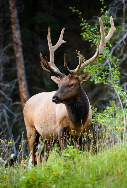 Le wapiti des montagnes Rocheuses (lat. Cervus canadensis ) — Photo