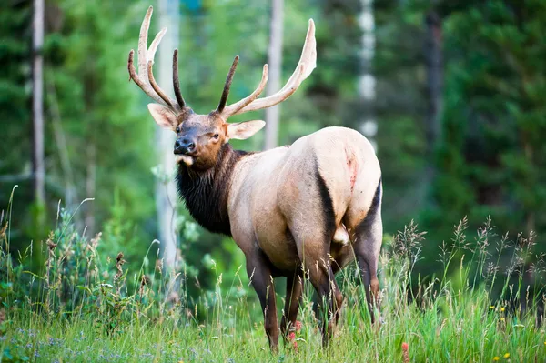 Rocky Mountain Elk — Stock fotografie