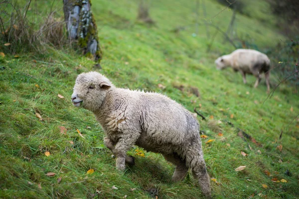 Cute sheep — Stock Photo, Image