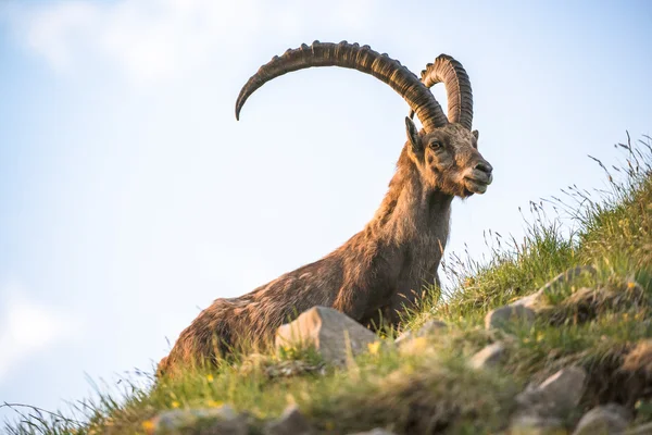 Ibex alpejski — Zdjęcie stockowe