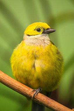 Kırmızı gagalı leiothrix