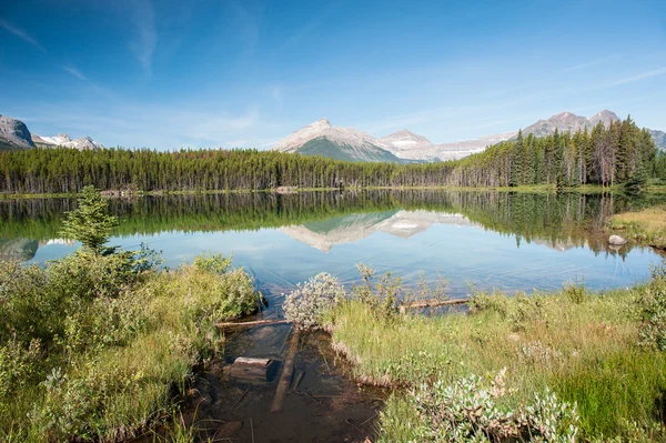 Herbert Lake panorama — Stock Photo, Image