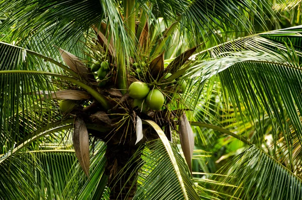 Kokosové Stock Fotografie
