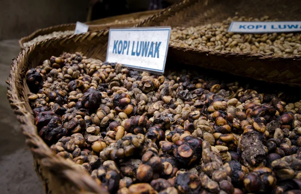 Coffee luwak — Stock Photo, Image