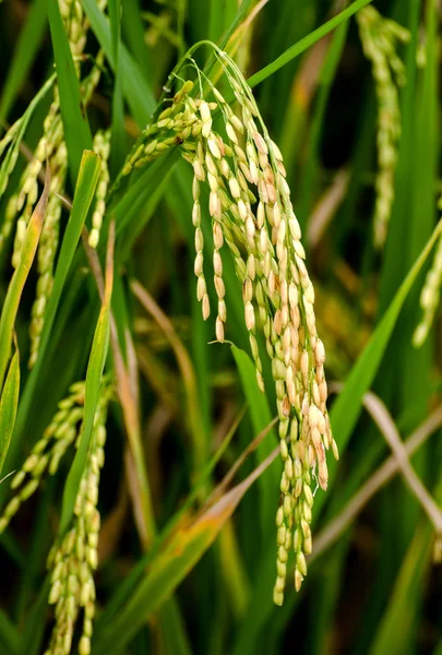 Rostlina rýže Stock Obrázky