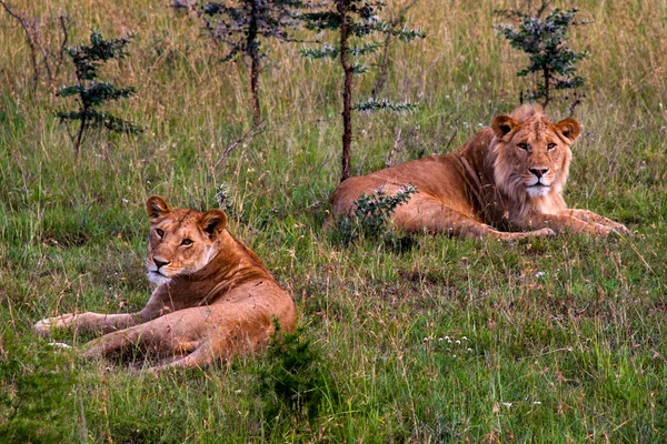 Løver – stockfoto