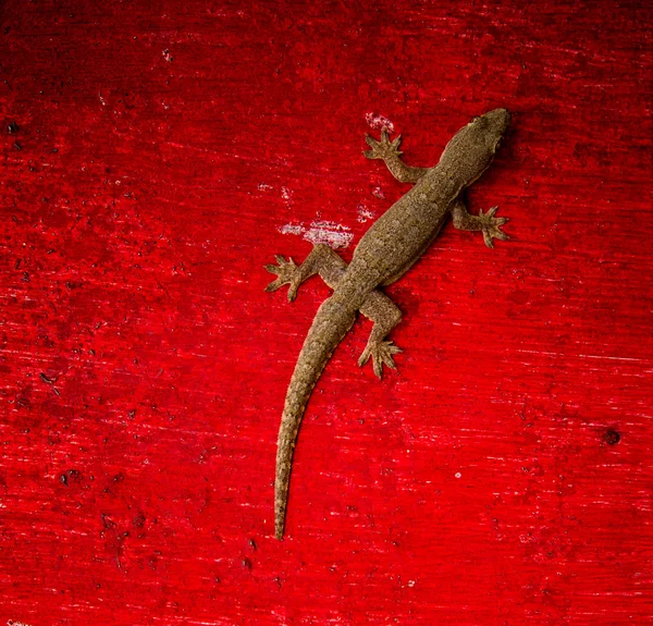 kertenkele kertenkele