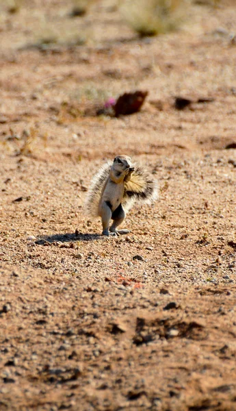 African ground squirrel — Stock Photo, Image