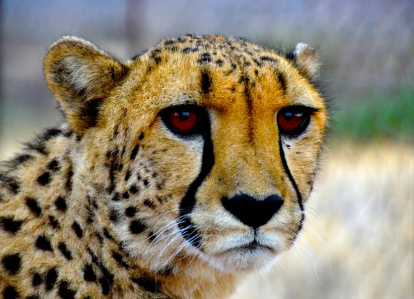 Gepard – stockfoto