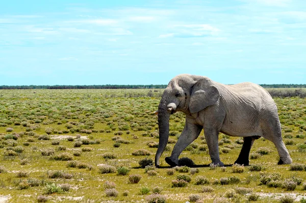 Elephant in Etosha — Stock Photo, Image
