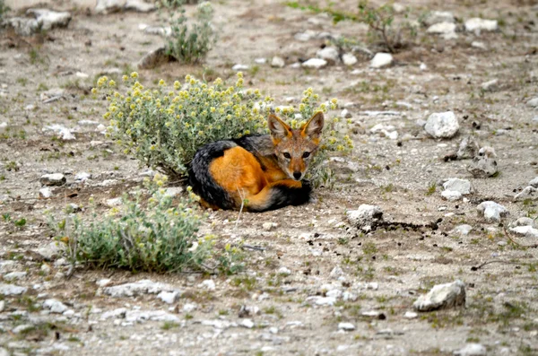 Sciacallo con schienale nero — Foto Stock