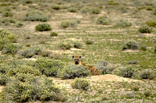 Hyena — Stock fotografie