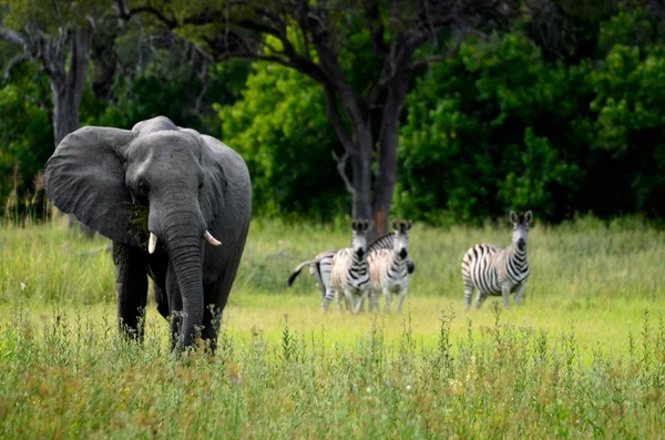 Elefante e zebras — Fotografia de Stock