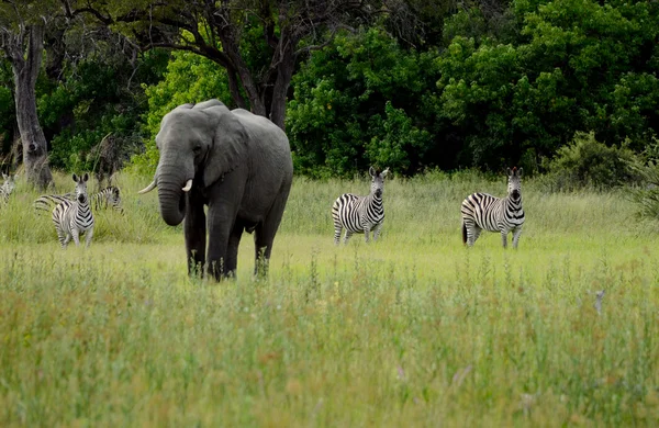 Elefanten und Zebras — Stockfoto