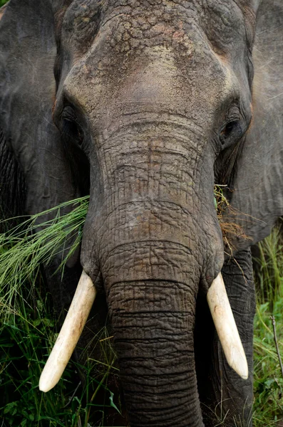 Afrikanischer Elefant — Stockfoto