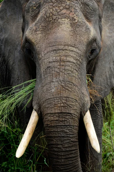 Elefante africano Fotografias De Stock Royalty-Free