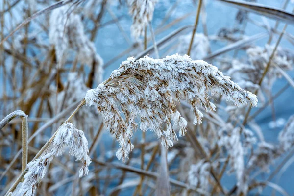 Reed Coberto Neve Gelo Dia Inverno Frio — Fotografia de Stock