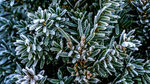 Primo Piano Delle Foglie Una Pianta Congelata Giorno Inverno — Foto Stock