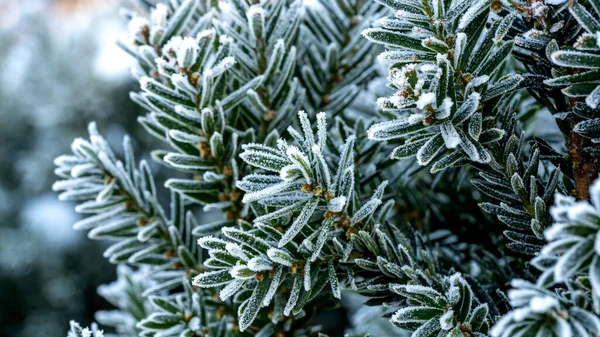 Primo Piano Delle Foglie Una Pianta Congelata Giorno Inverno — Foto Stock