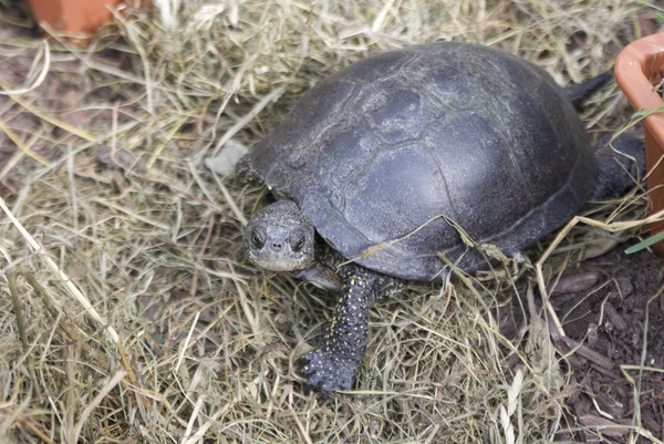 Європейська болотна черепаха Стокова Картинка
