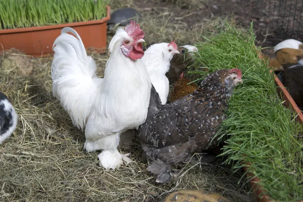 Chicken on grass` Rechtenvrije Stockfoto's