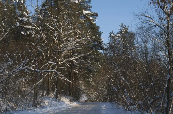 Bosque de invierno Imágenes de stock libres de derechos