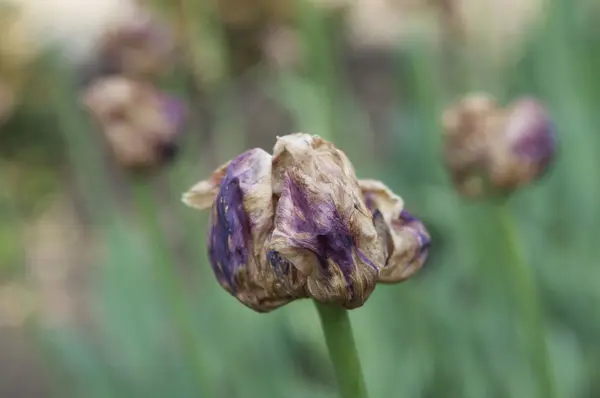 Зів'ялих tulip Ліцензійні Стокові Фото
