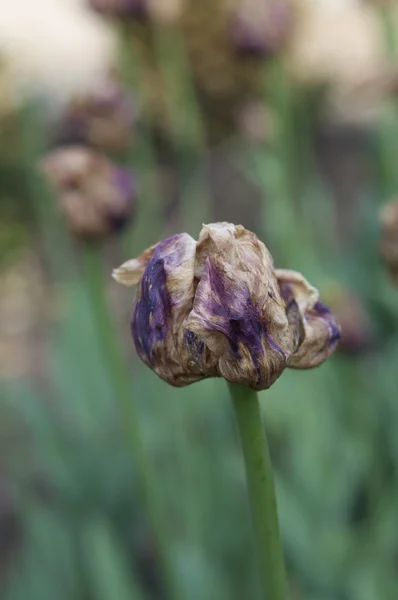 Зів'ялих tulip Стокова Картинка