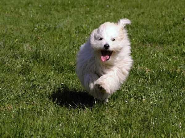 köpek coton de tulear