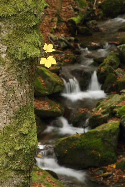 Cascata — Foto Stock