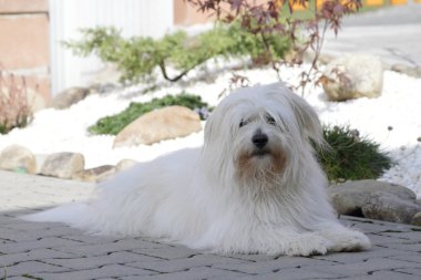 Coton De Tulear