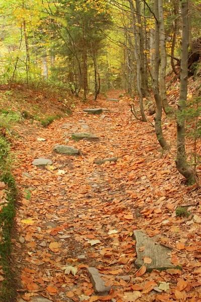 Autumn time — Stock Photo, Image