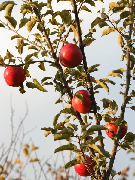 Apple hanging — Stock Photo, Image