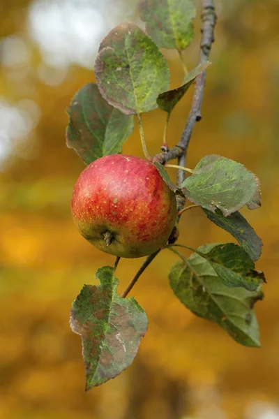 Apple hanging — Stock Photo, Image