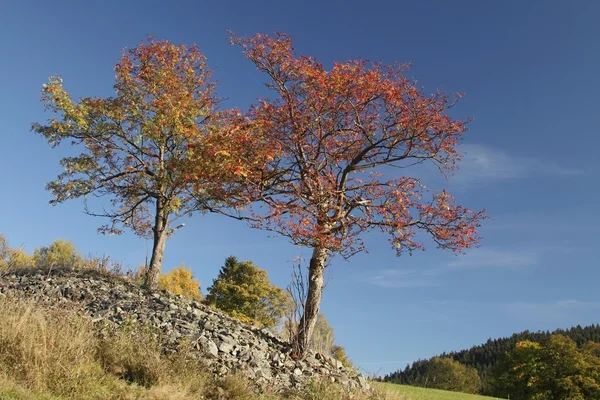 Autumn time — Stock Photo, Image